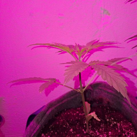 Gelato #33 growlog timeline photo