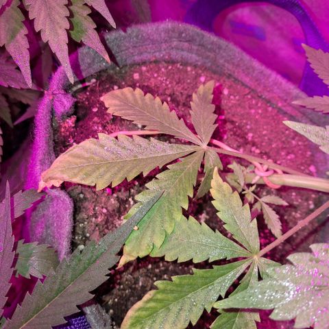 Gelato #33 growlog photo: Van lindo, tiene unas puntas amarillas