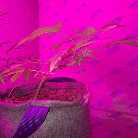 Gelato #33 growlog photo: Van lindo, tiene unas puntas amarillas