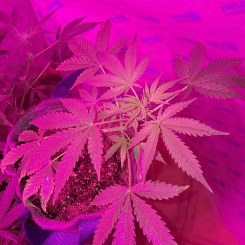 Gelato #33 growlog photo: Van lindo, tiene unas puntas amarillas