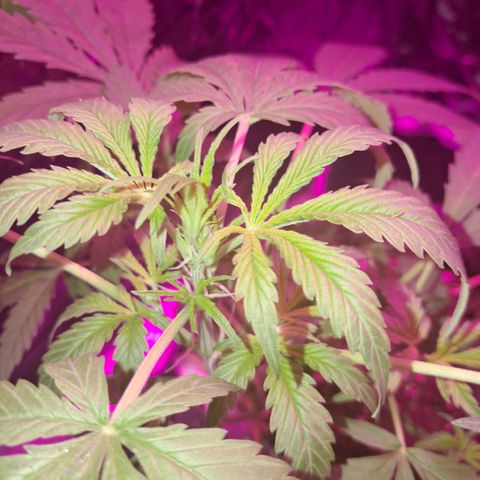 Gelato #33 growlog photo: Van muy lindo, ya aparecieron los primeros pistilos