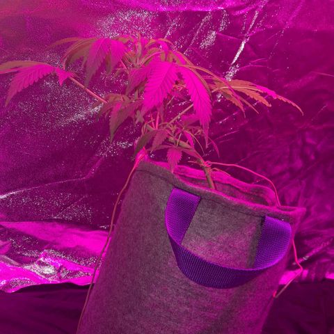 Gelato #33 growlog photo: Van muy lindo, ya aparecieron los primeros pistilos