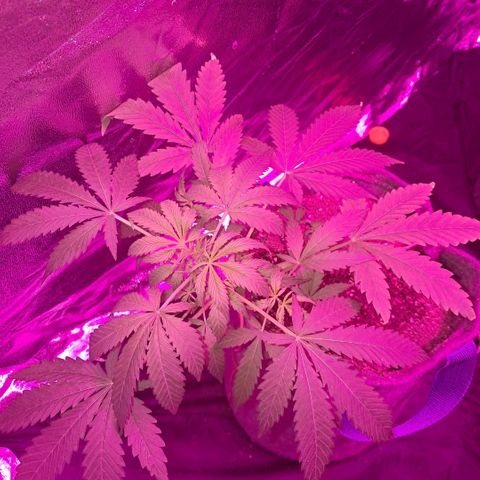 Gelato #33 growlog photo: Van muy lindo, ya aparecieron los primeros pistilos
