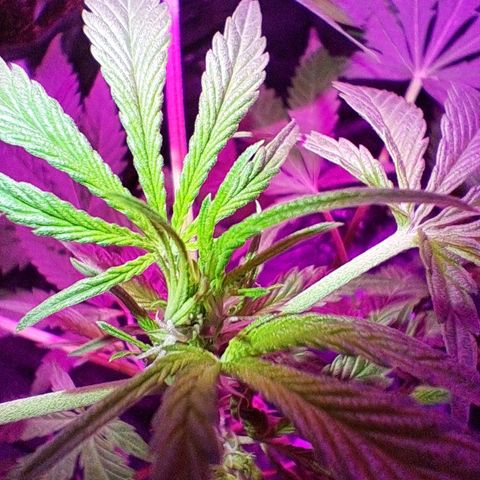 Gelato #33 growlog timeline photo