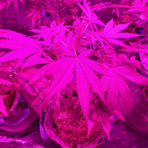 Gelato #33 growlog timeline photo