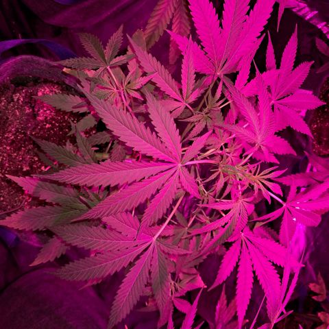 Gelato #33 growlog timeline photo
