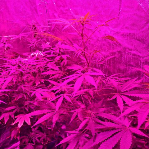 Gelato #33 growlog photo: Ya arrancó en floración 