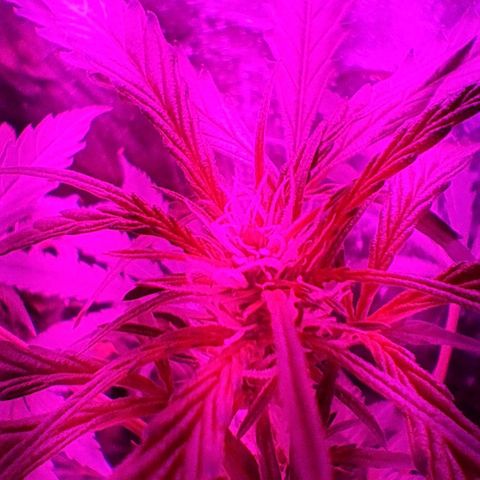 Gelato #33 growlog photo: Ya arrancó en floración 