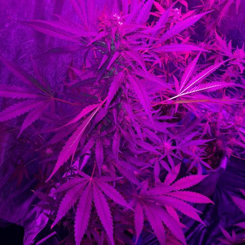 Gelato #33 growlog photo: Van muy bien 