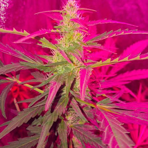 Gelato #33 growlog photo: Van muy bien 