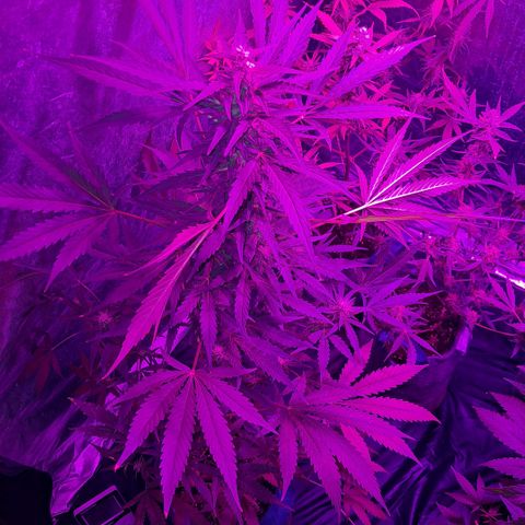 Gelato #33 growlog photo: Van muy bien 