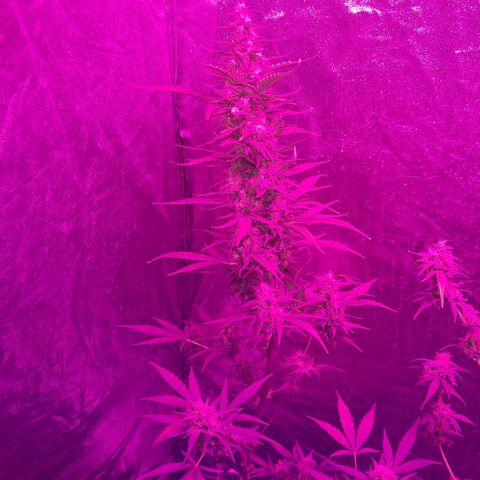 Gelato #33 growlog timeline photo