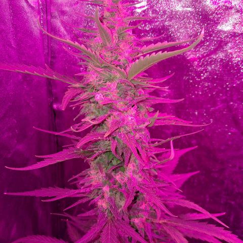 Gelato #33 growlog timeline photo