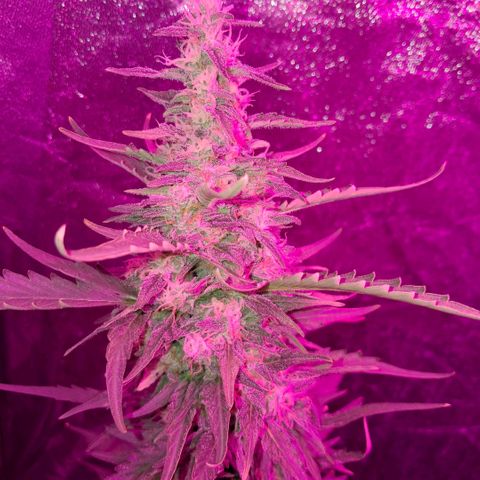 Gelato #33 growlog timeline photo