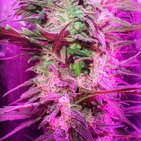 Gelato #33 growlog timeline photo
