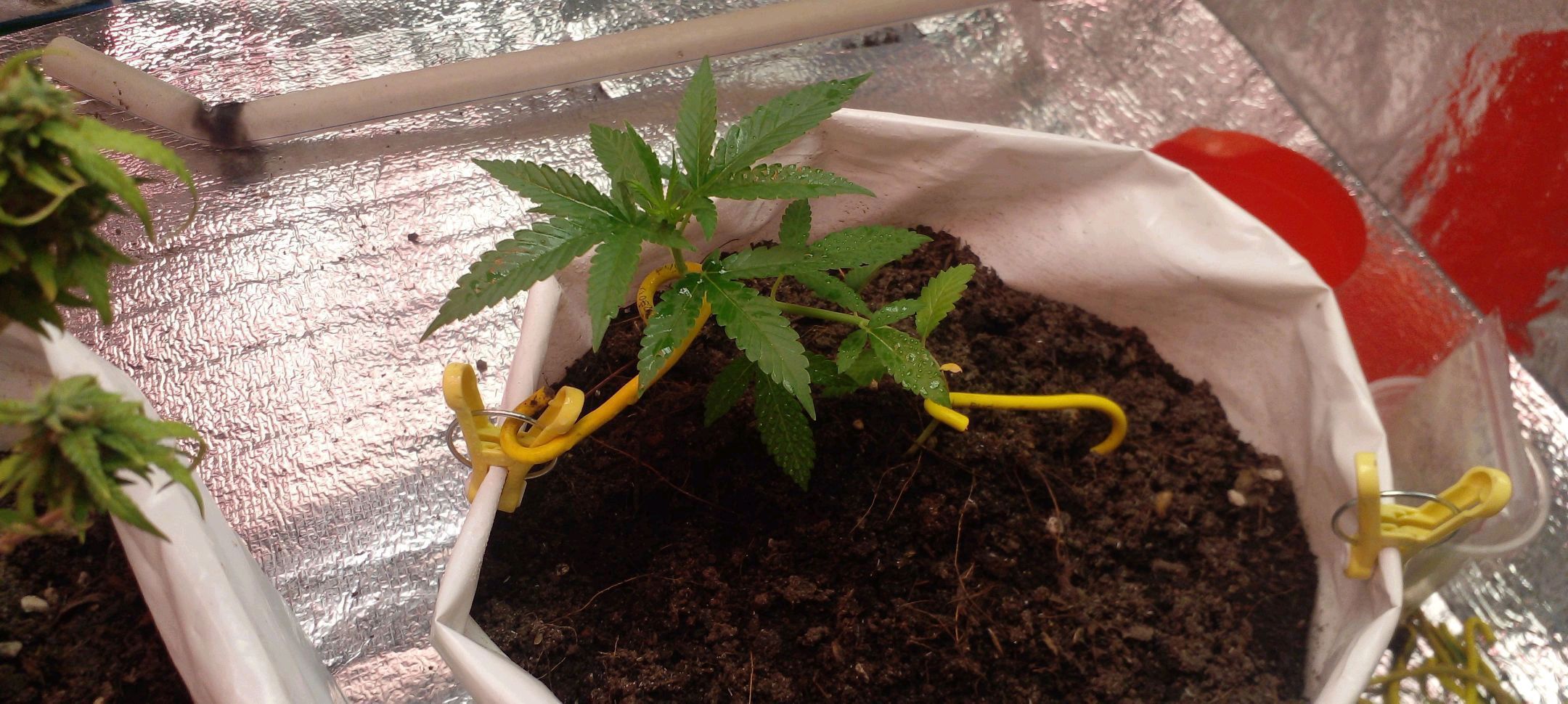 Runtz growlog header