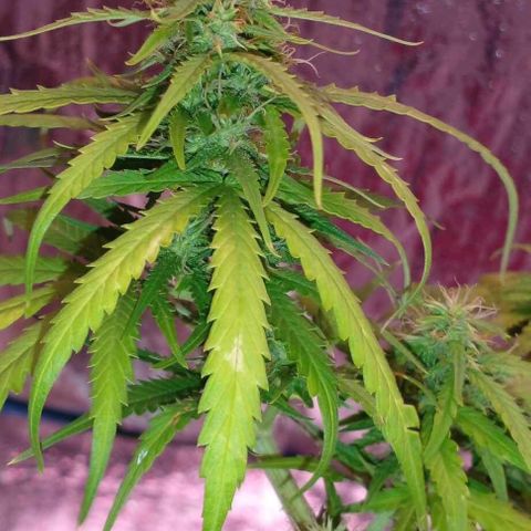 Blackberry auto growlog photo: 3w