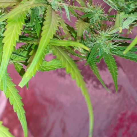 Blackberry auto growlog photo: 3w