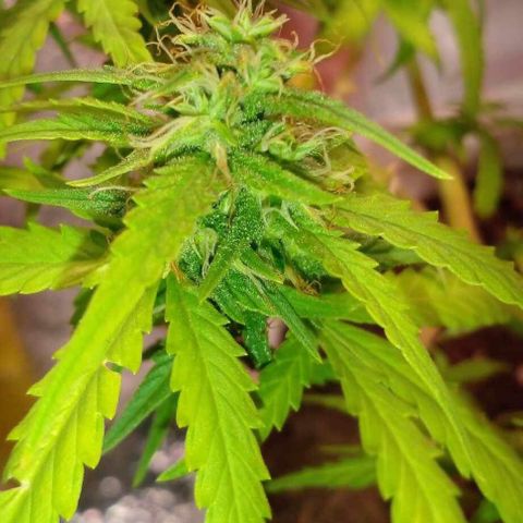 Blackberry auto growlog photo: Weeks-3 over 4day going 4-week.