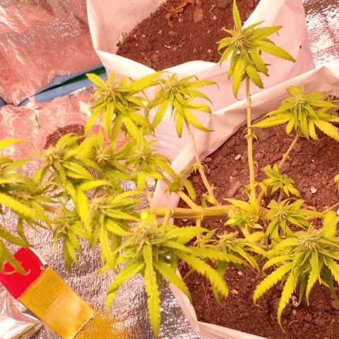 Blackberry auto growlog photo: Weeks-3 over 4day going 4-week.