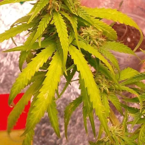 Blackberry auto growlog photo: Weeks-3 over 4day going 4-week.