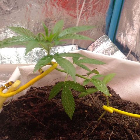 Runtz  growlog photo: Before Topping 