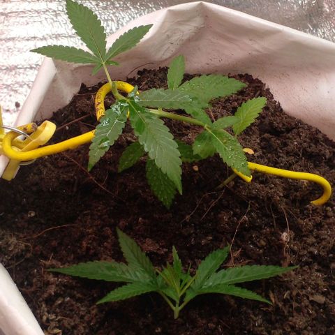 Runtz  growlog photo: topping