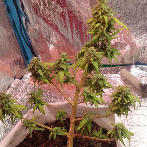 Blackberry auto growlog timeline photo