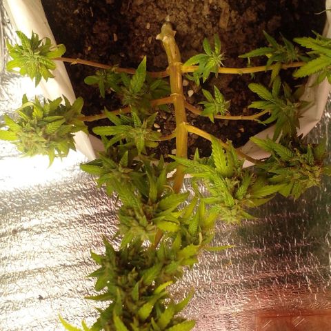 Blackberry auto growlog timeline photo