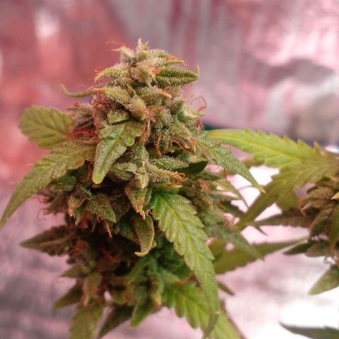 Blackberry auto growlog timeline photo