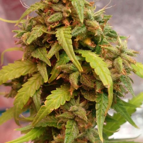 Blackberry auto growlog timeline photo