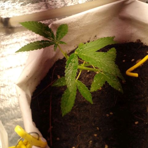 Runtz  growlog timeline photo