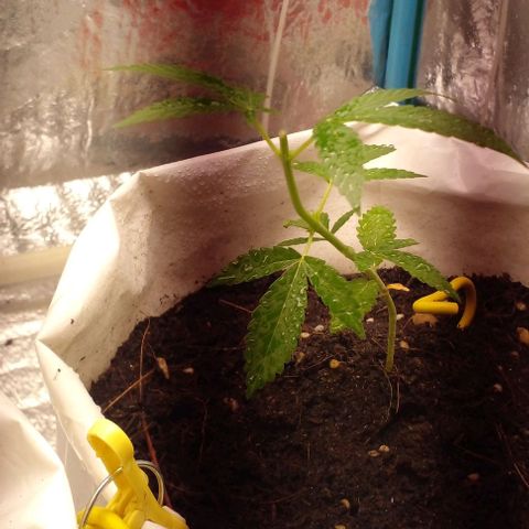 Runtz  growlog timeline photo