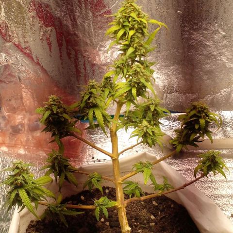 Blackberry auto growlog timeline photo