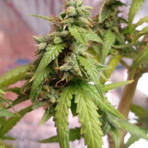 Blackberry auto growlog timeline photo