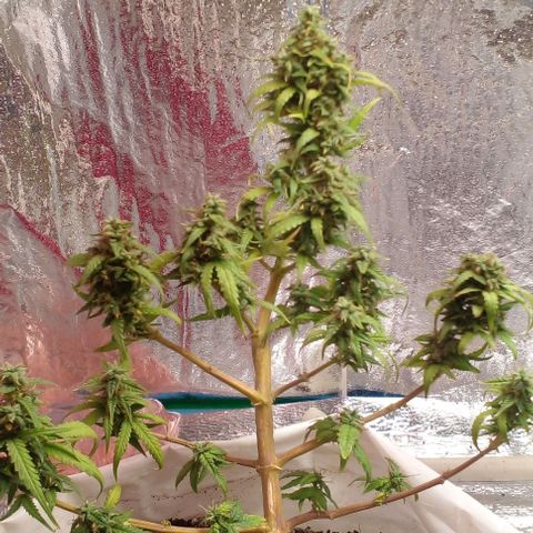 Blackberry auto growlog timeline photo