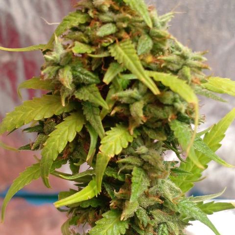 Blackberry auto growlog timeline photo