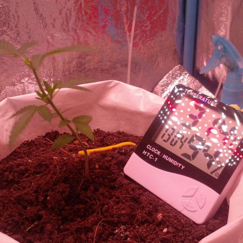 Runtz  growlog photo: 28day rec:pic