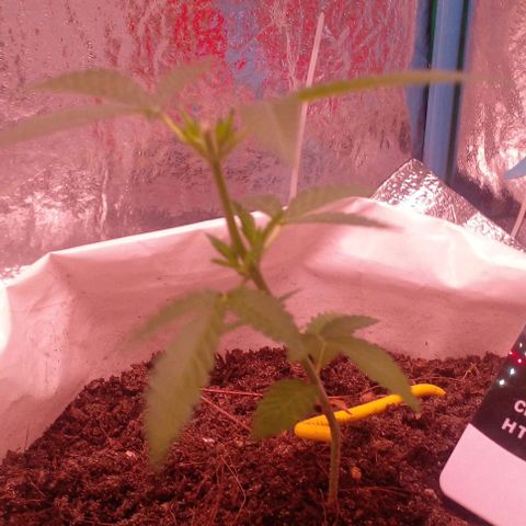 Runtz  growlog photo: 28day rec:pic