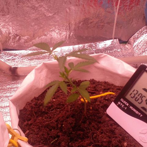 Runtz  growlog photo: 28day rec:pic