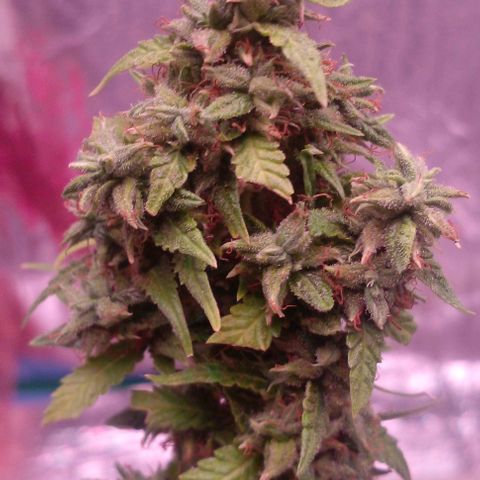 Blackberry auto growlog photo: 8week