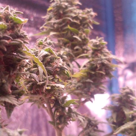 Blackberry auto growlog photo: 8week