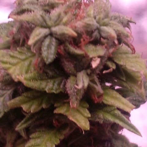 Blackberry auto growlog photo: 8week