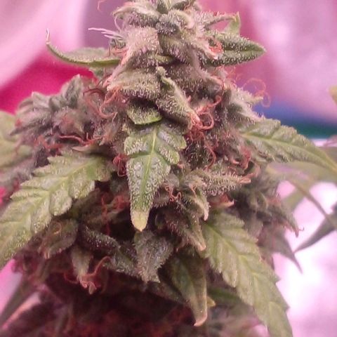 Blackberry auto growlog photo: 8week
