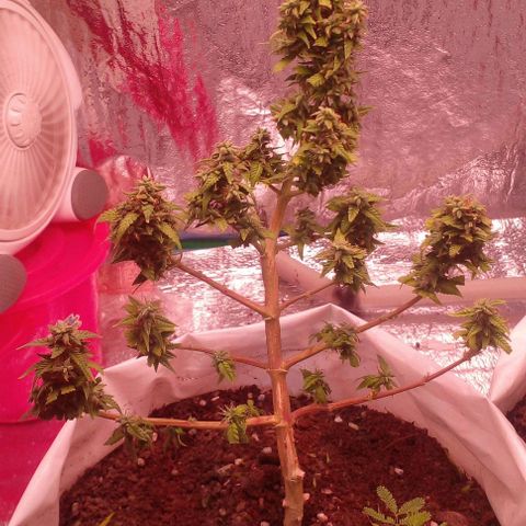 Blackberry auto growlog photo: 8week