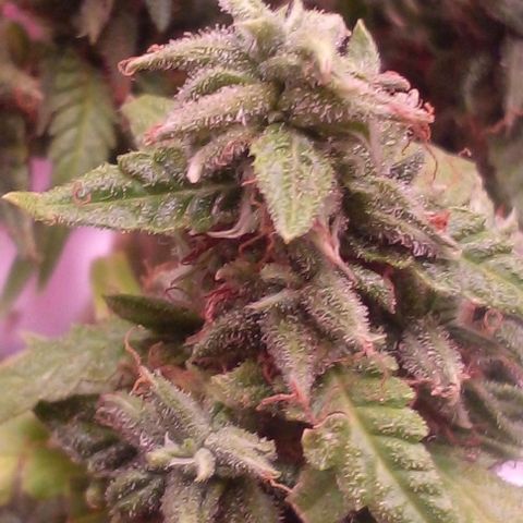 Blackberry auto growlog photo: 8week