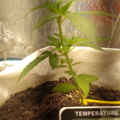 Runtz  growlog timeline photo