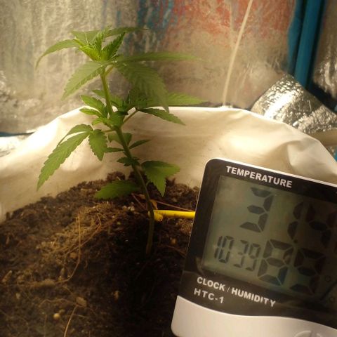Runtz  growlog timeline photo