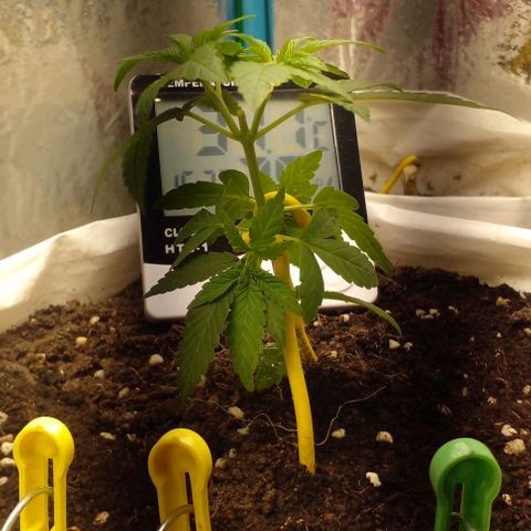 Runtz  growlog timeline photo