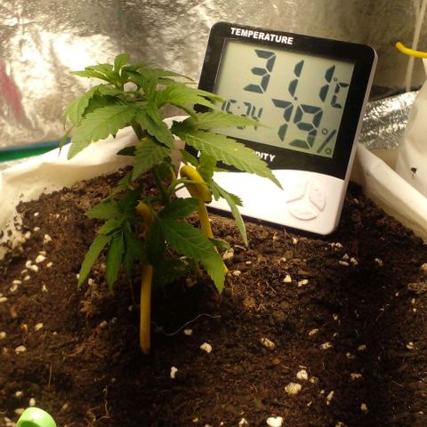 Runtz  growlog timeline photo